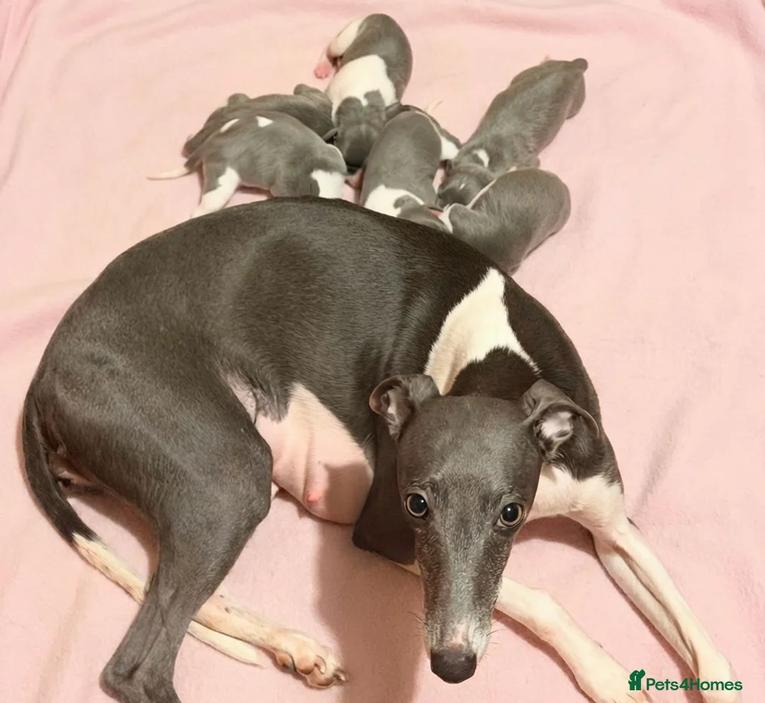 Whippet dogs for sale: Whippet puppies  - Advert 34
