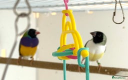 Finches birds for sale: 1 female Java and pair of gouilden  finches  - Image 13