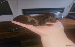 Dachshund dogs for sale: 3/4 Dachsunds  - Image 4