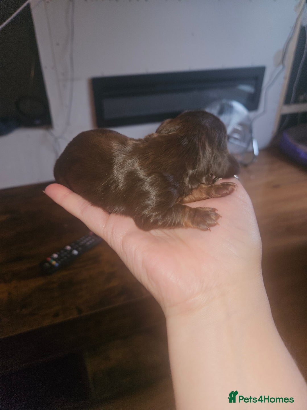 Dachshund dogs for sale: 3/4 Dachsunds  - Image 4