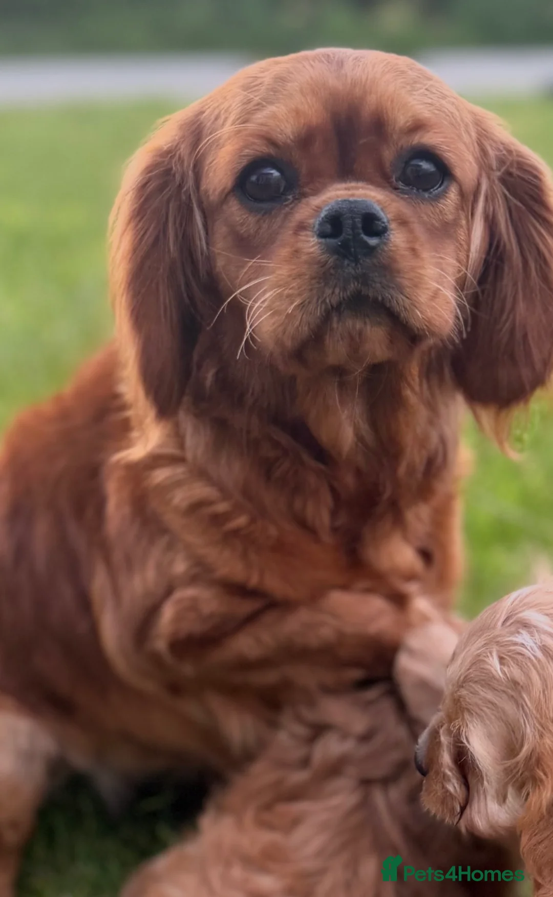 Cavapoo dogs for sale: Cavapoo puppies  in Cookstown - Advert 9