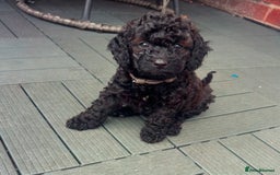 Cockapoo dogs for sale: F1b Cockapoo  - Image 1
