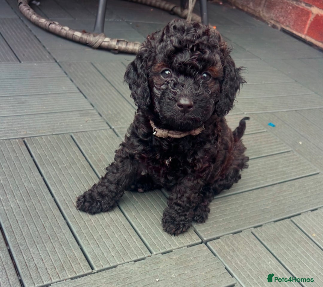 Cockapoo dogs for sale: F1b Cockapoo  - Image 1