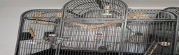 Ringnecks birds for sale: Indian ringneck (cosmos) in Doncaster - Advert 1