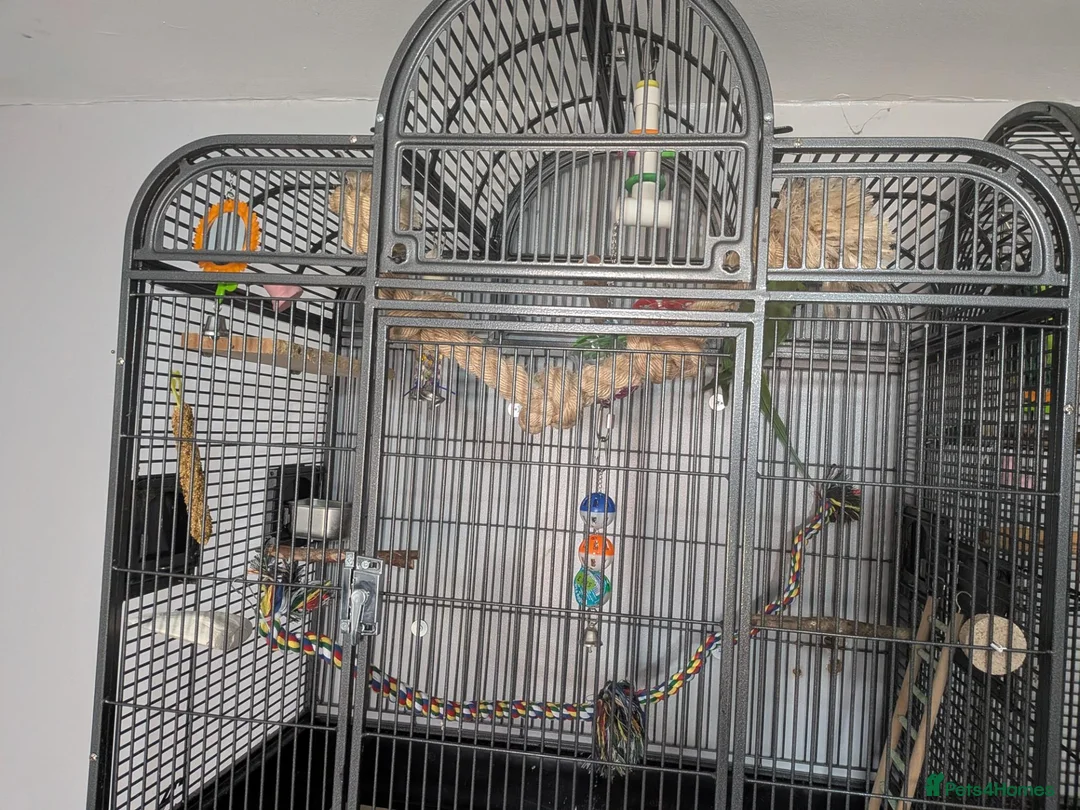 Ringnecks birds for sale: Indian ringneck (cosmos) in Doncaster - Advert 1