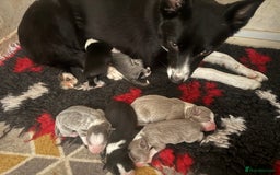 Border Collie dogs for sale: 6 stunning border collie puppies  - Image 7