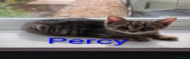 Percy
