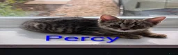 Mixed Breed cats for sale: Beautiful kittens ready for new homes NOW! in King's Lynn - Advert 7