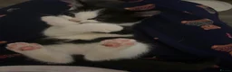 Mixed Breed cats for sale: Kittens - Advert 7