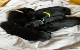 Labrador Retriever dogs for sale: Black lab puppies for sale - Image 5