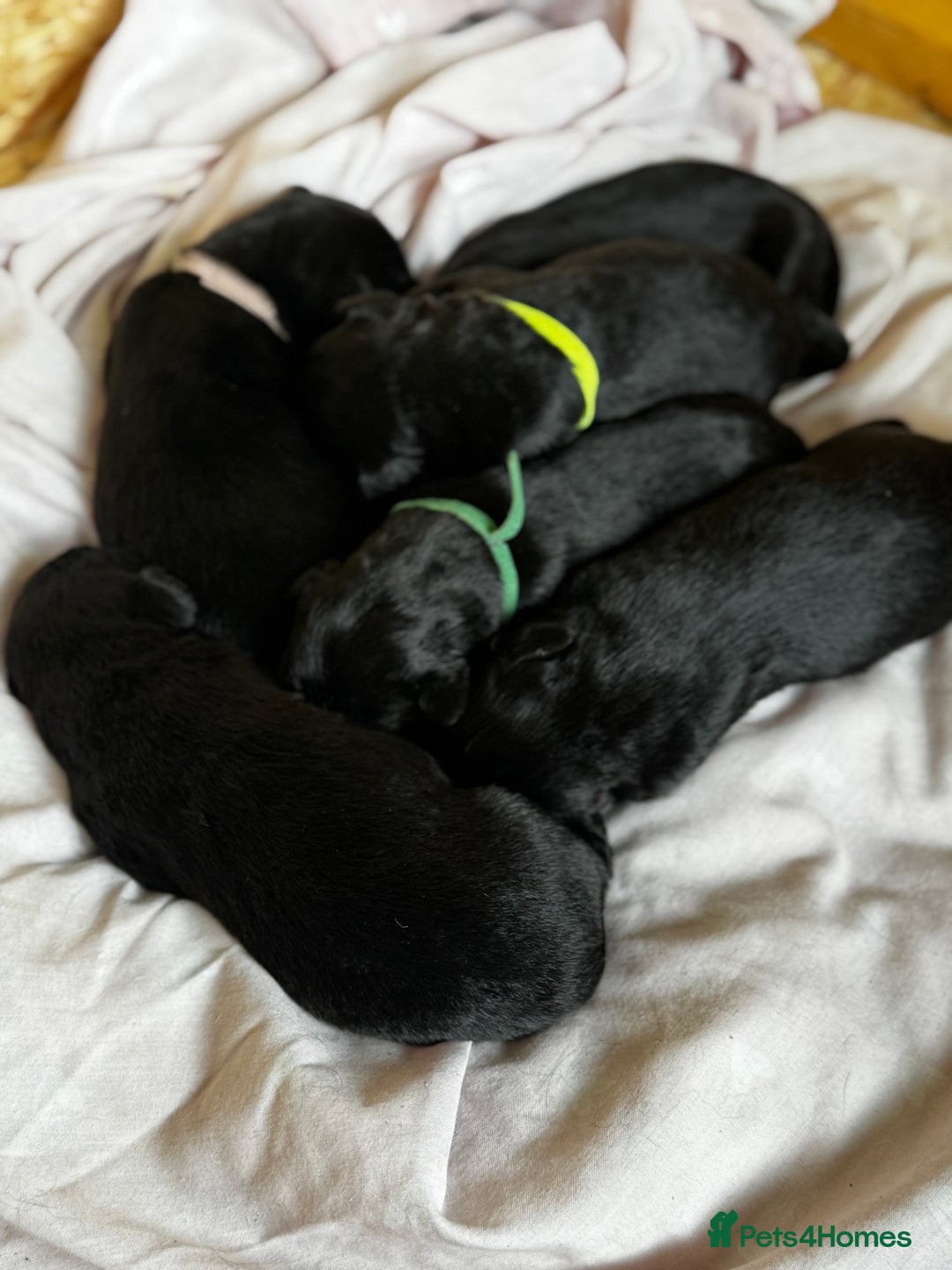 Labrador Retriever dogs for sale: Black lab puppies for sale - Image 5