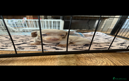 Miniature Dachshund dogs for sale: Beautiful litter of KC reg miniature dachunds  - Image 14