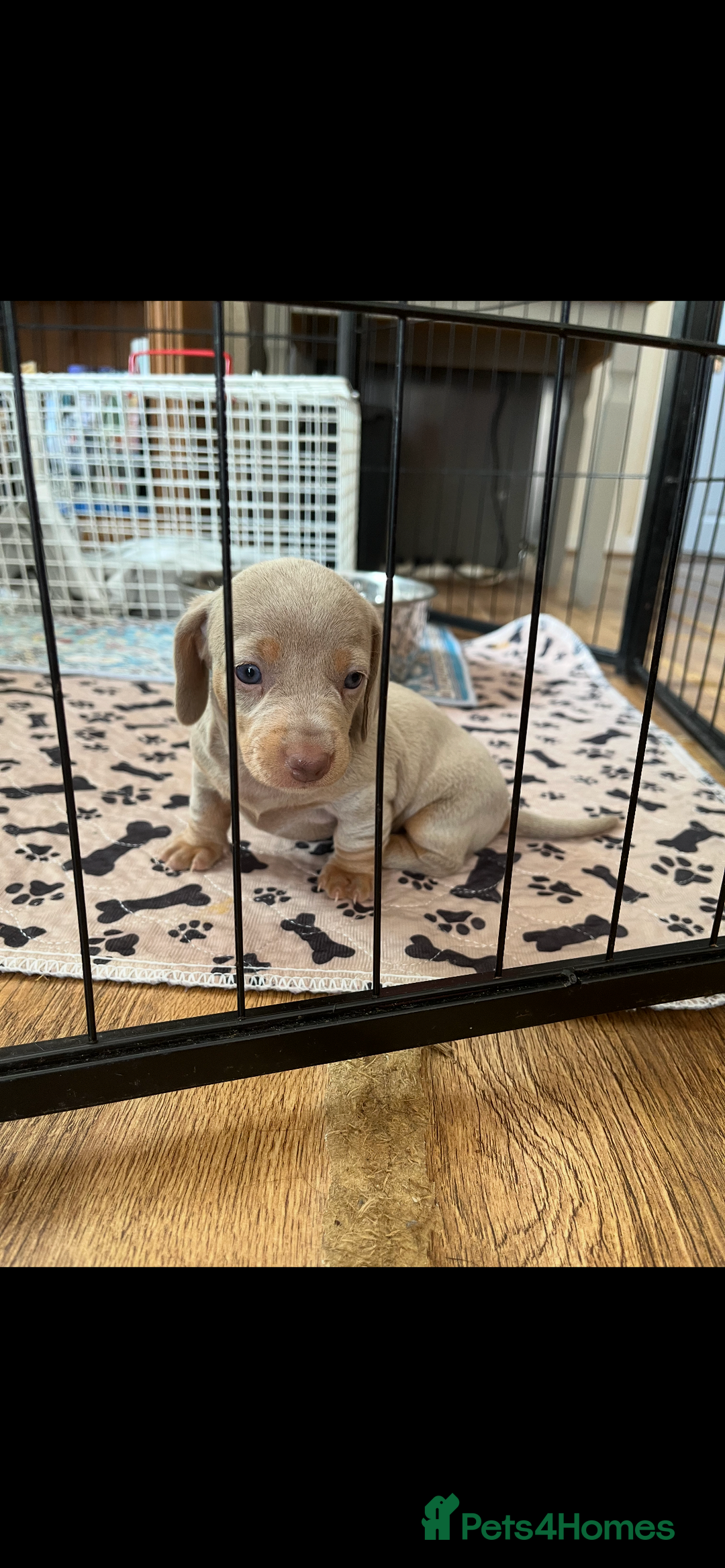 Miniature Dachshund dogs for sale: Beautiful litter of KC reg miniature dachunds  - Image 14