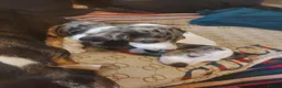 Dachshund dogs for sale: Stunning dachshunds with blue eyes  - Advert 5
