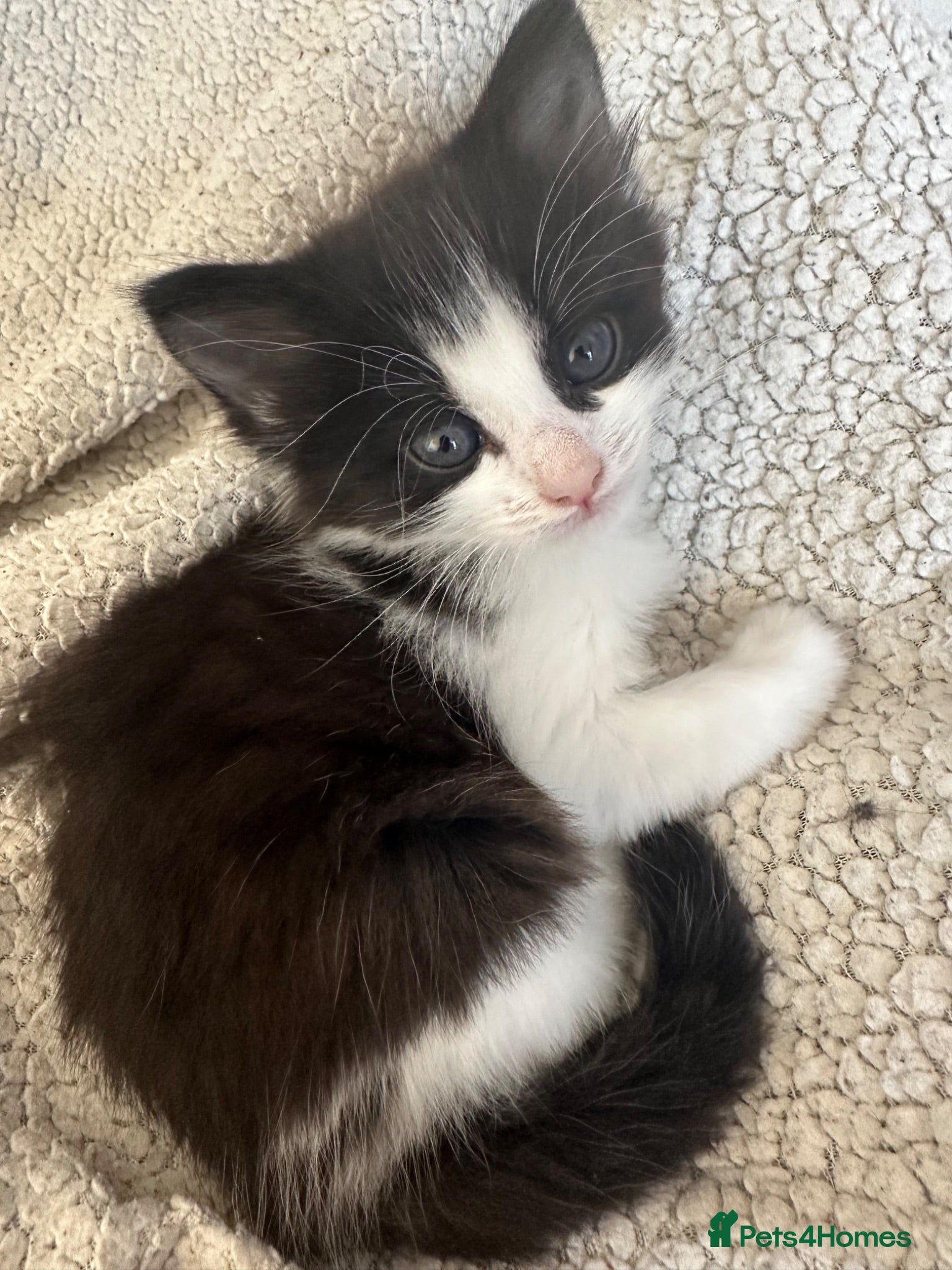 Siberian cats Gorgeous Siberian Kitten - Mother Available  - Advert 14