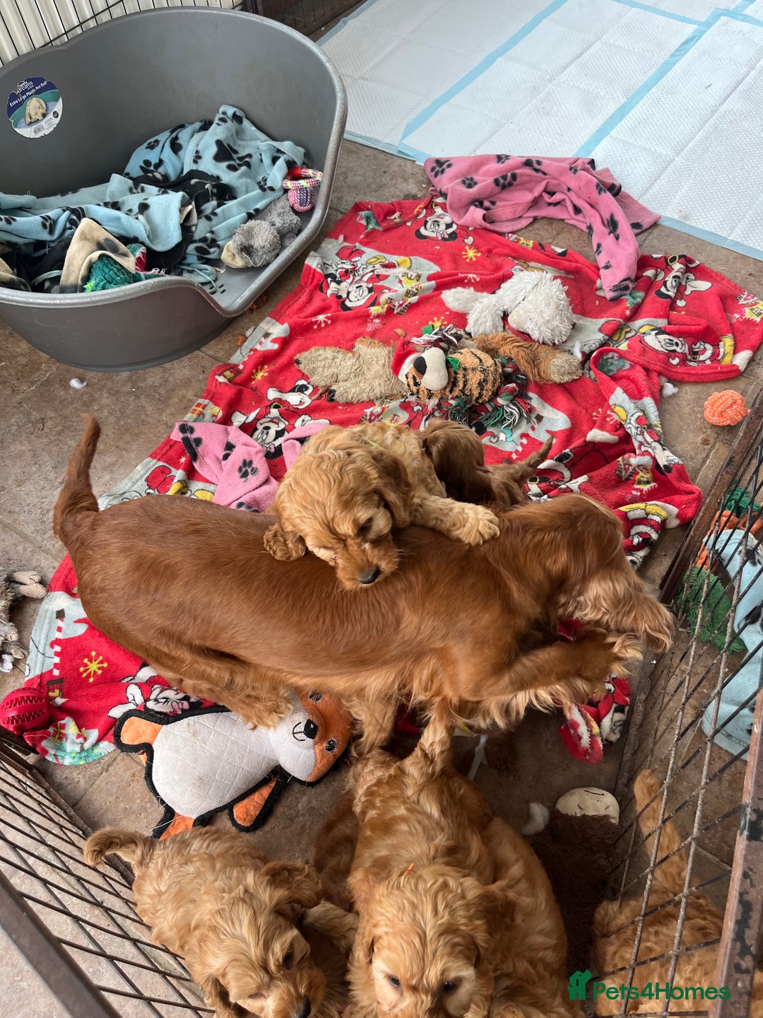 Cockapoo dogs for sale: Cockapoo puppies  - Image 6