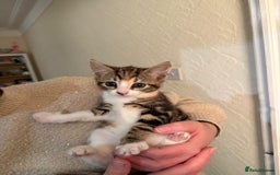 Domestic Shorthair cats for sale: Gorgeous kittens, ready now - Advert 10