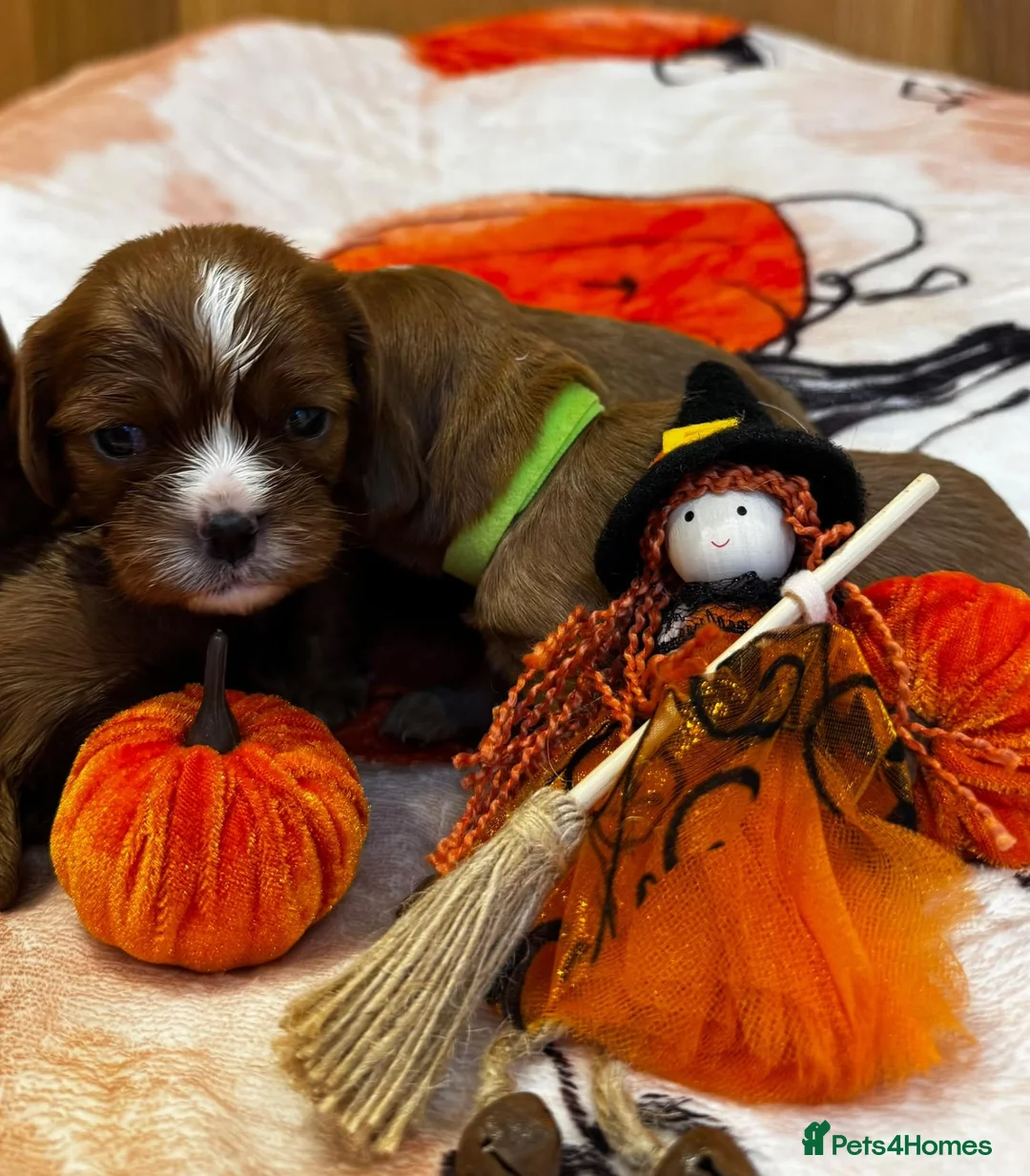Cavalier King Charles Spaniel dogs for sale: 7 KC registered boy cavalier king Charles  - Advert 1