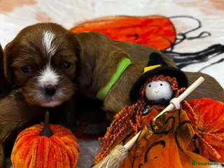 Cavalier King Charles Spaniel dogs 7 KC registered boy cavalier king Charles - Advert 12