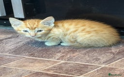 British Shorthair cats for sale: 1 ginger boy and 3 tabby girls - Image 4