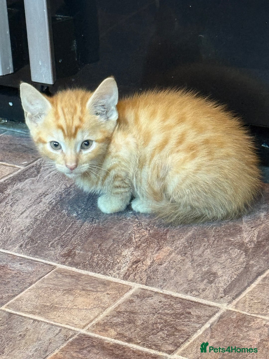 British Shorthair cats for sale: 1 ginger boy and 3 tabby girls - Image 4