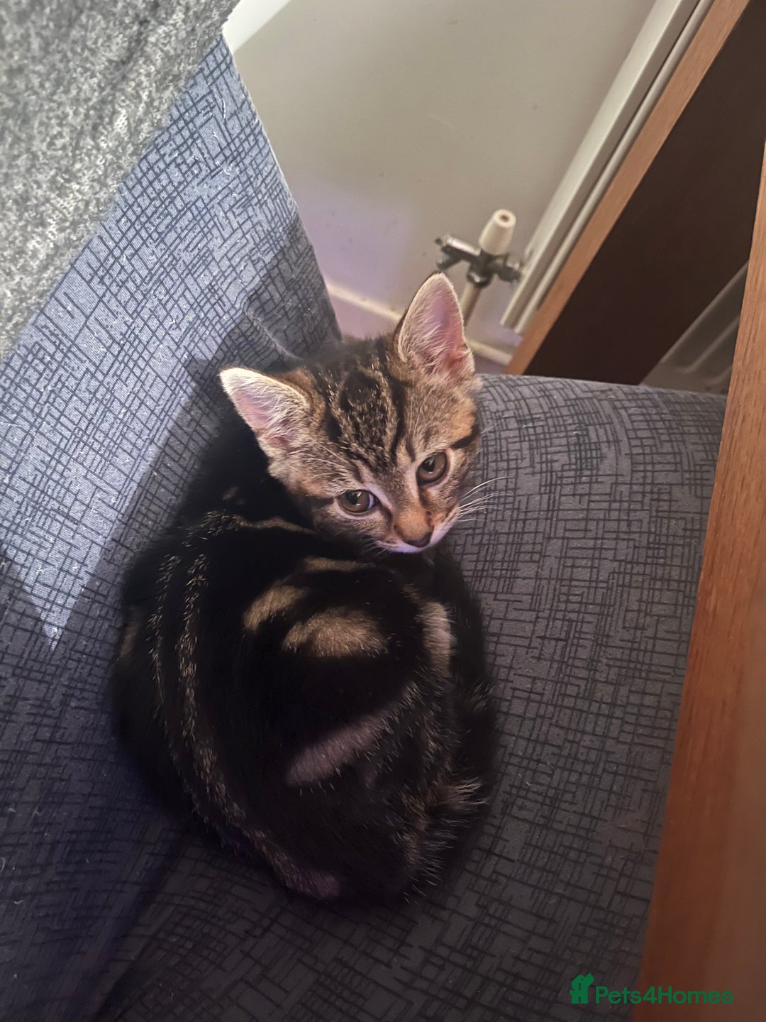 British Shorthair cats for sale: 3 kittens looking for forever home. Ready to leave - Advert 4