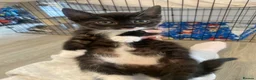 Domestic Shorthair cats for sale: Our beautiful tabby girls  - Advert 2