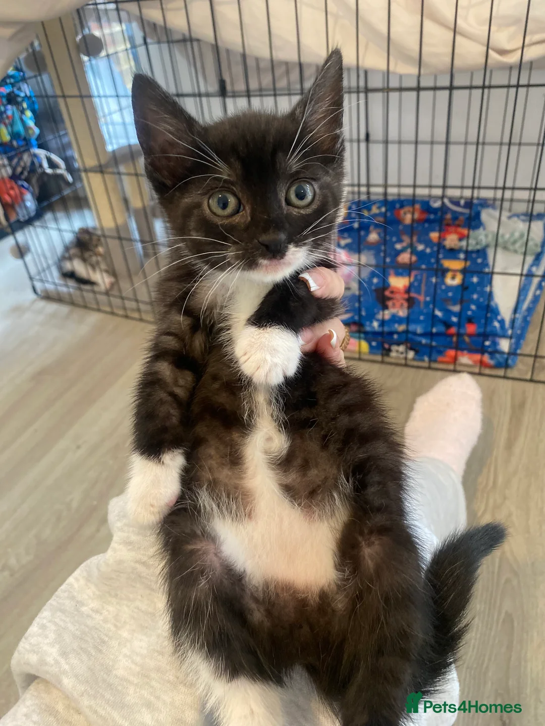 Domestic Shorthair cats for sale: Our beautiful tabby girls  - Advert 2
