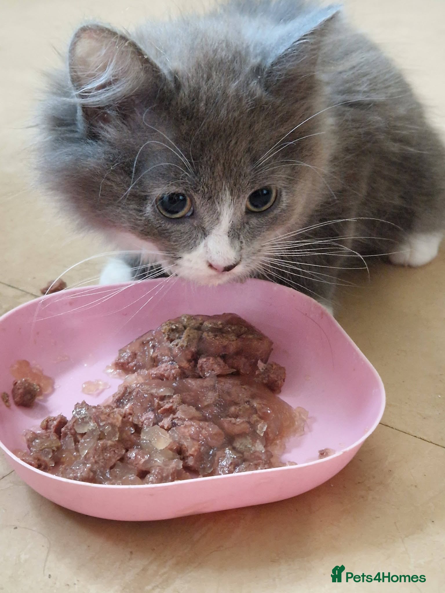 Mixed Breed cats Beautiful grey kittens - Advert 11