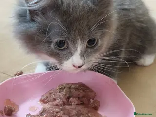 Mixed Breed cats Beautiful grey kittens - Advert 11