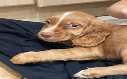 Cocker Spaniel dogs for sale: Cocker spaniel puppies  - Image 2