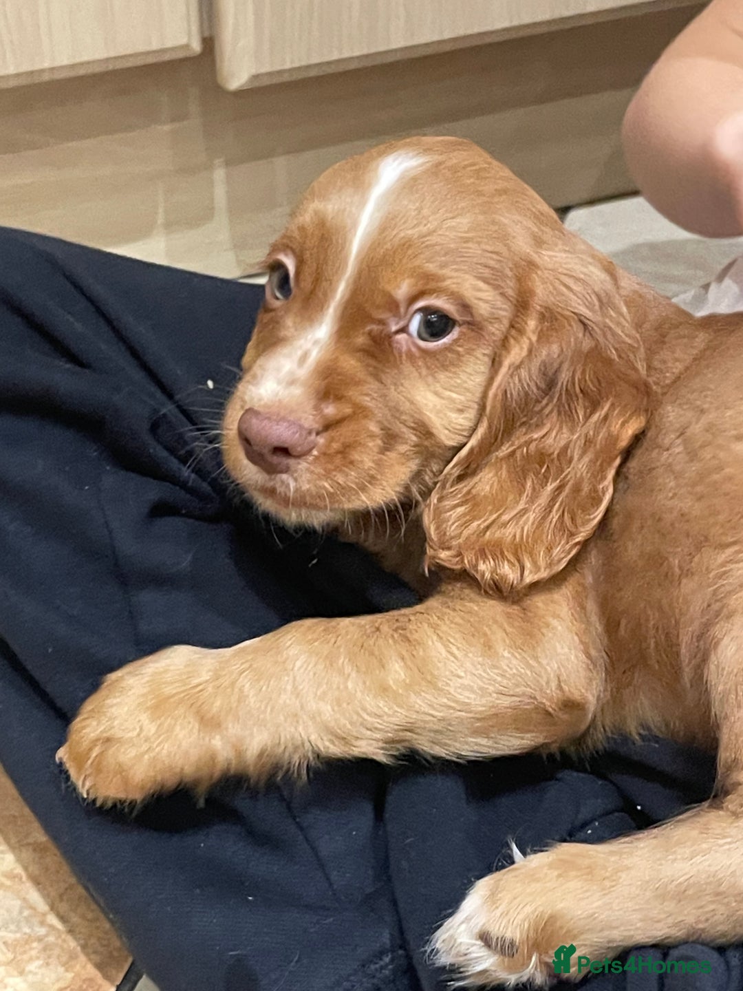Cocker Spaniel dogs for sale: Cocker spaniel puppies  - Image 2