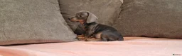 Miniature Dachshund dogs for sale: Ready to Leave  2 male 1 female in Bradford - Advert 8