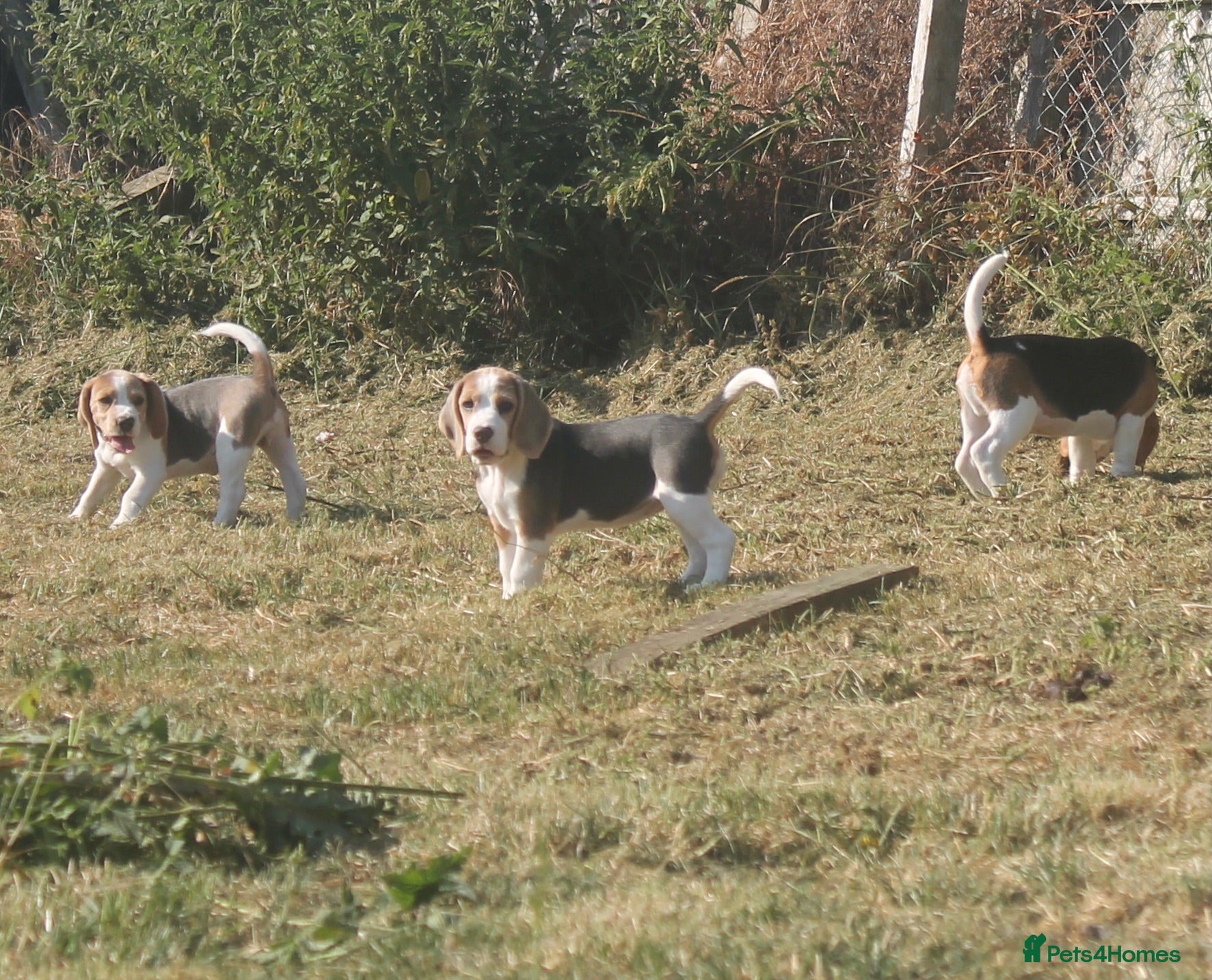Beagle dogs READY NOW STUNNING KENNEL CLUB REG BEAGLE PUPPIES - Advert 2