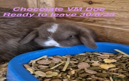 Mini Lop rabbits for sale: Mini Lops Bunnies. READ DESCRIPTION - Updated 22/7 in Chard - Image 37