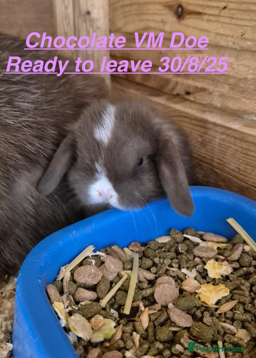 Mini Lop rabbits for sale: Mini Lops Bunnies. READ DESCRIPTION - Updated 22/7 in Chard - Image 37