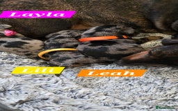 Dachshund dogs for sale: Beautiful Dapple Dachunds - Image 3