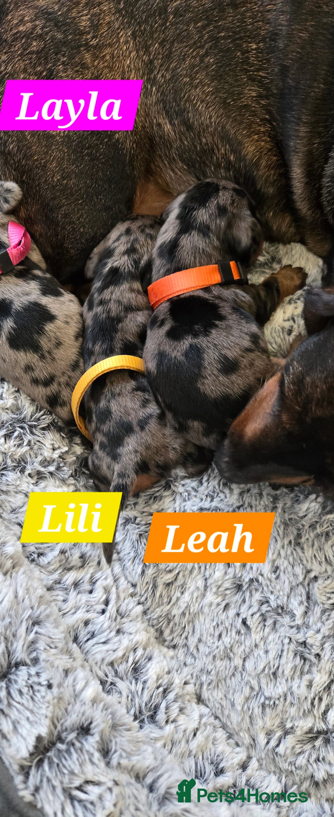 Dachshund dogs for sale: Beautiful Dapple Dachunds - Image 3