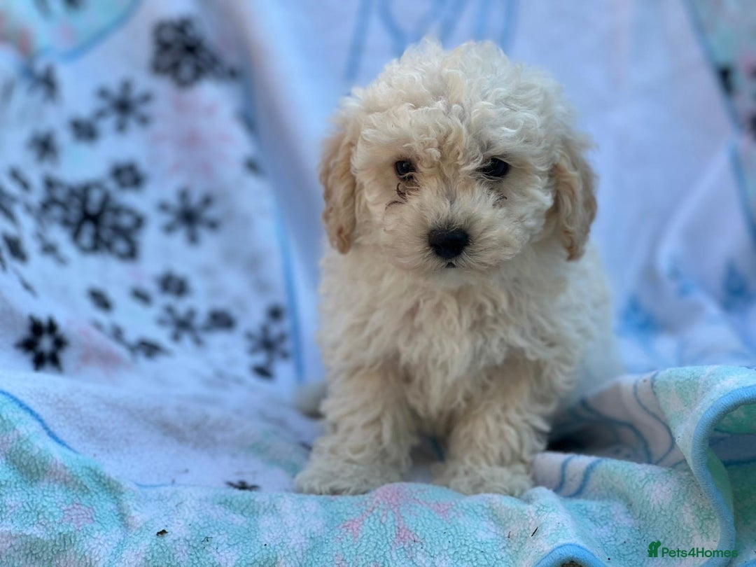 Poochon dogs for sale: Beautiful Poochons  - Image 13
