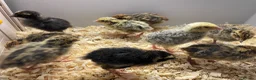 Quail poultry for sale: Mixed Coturnix Quail Chicks (2 weeks old) - Advert 3