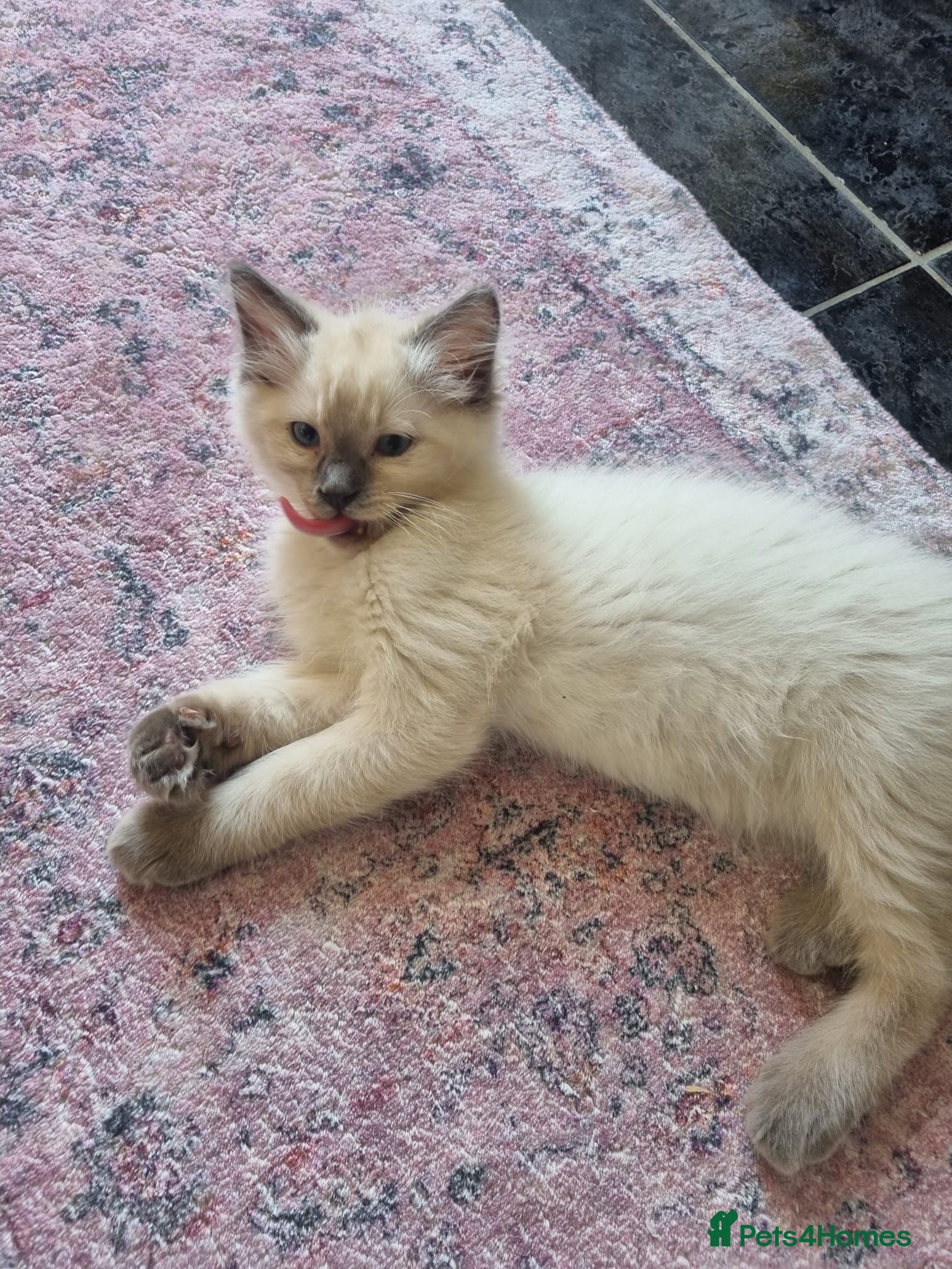 Ragdoll cats Beautiful loving ragdoll kittens - Advert 7
