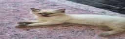 Ragdoll cats for sale: Beautiful loving ragdoll kittens - Advert 1