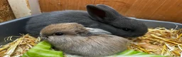 Mixed Breed rabbits for sale: 3 x baby lop bunnies  - Advert 1