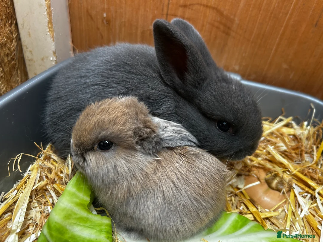 Mixed Breed rabbits for sale: 3 x baby lop bunnies  - Advert 1