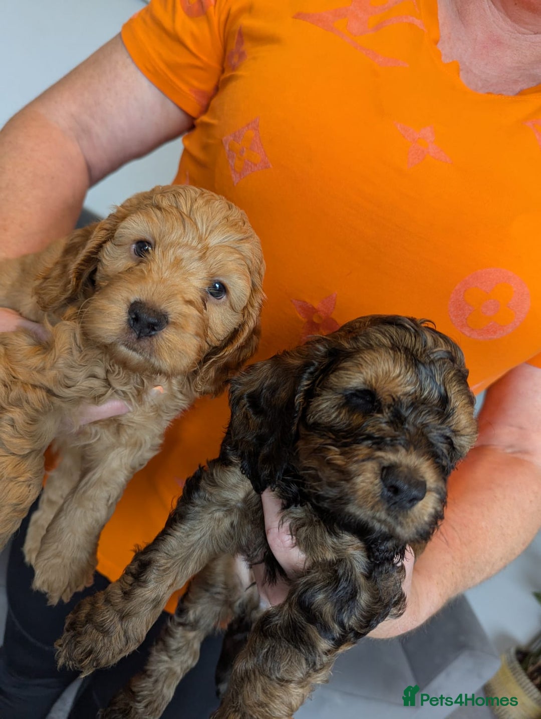 Cockapoo dogs for sale: F1 Toy Cockapoos - Image 23