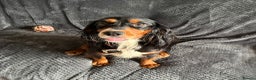 Cocker Spaniel dogs for sale: Extensively Health tested cocker spaniels Puppies  - Advert 15