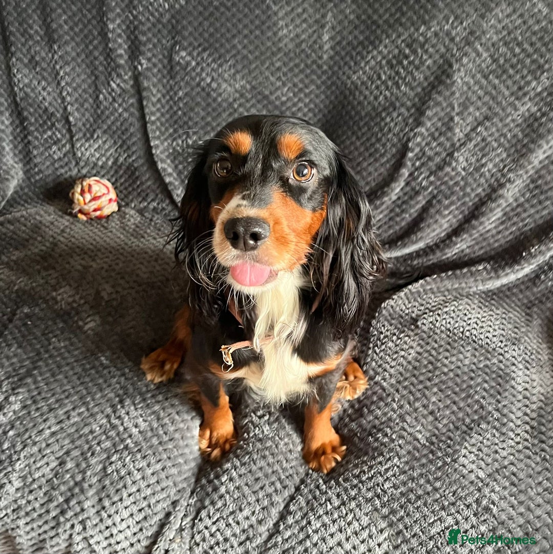 Cocker Spaniel dogs for sale: Extensively Health tested cocker spaniels Puppies  - Advert 15