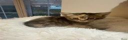 Mixed Breed cats for sale: Beautiful kittens looking for forever homes - Advert 33