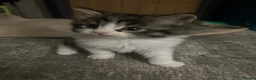 Mixed Breed cats for sale: Ready now! Fluffy little boy kitten  - Advert 9