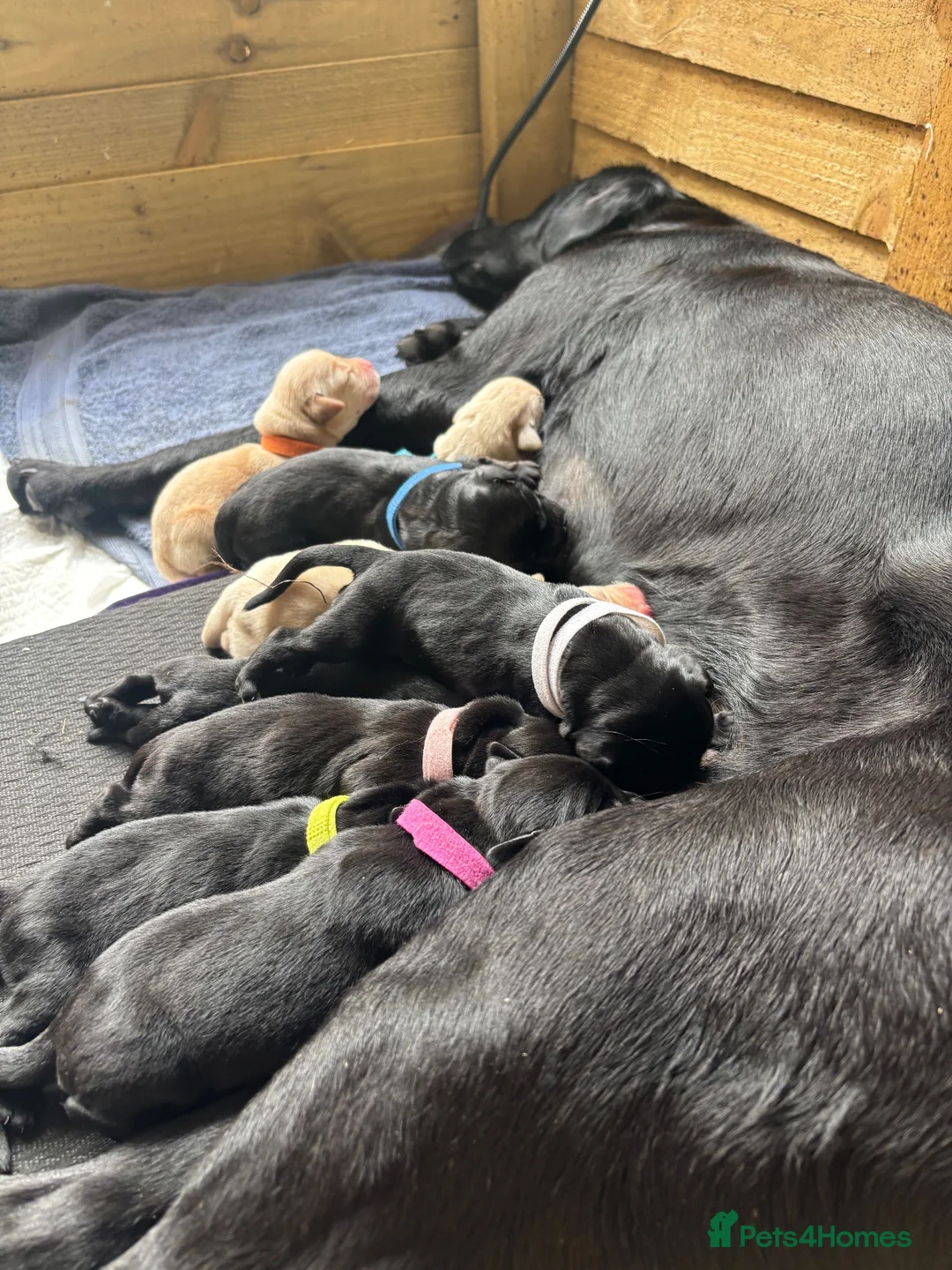 Labrador Retriever dogs for sale: Beautiful Labrador puppies ready in October in Tenbury Wells - Advert 2